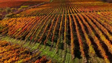 Çelişkili yapraklar ve ritmik manzara çizgileriyle canlı sonbahar sarmaşıklarının dinamik sahnesi