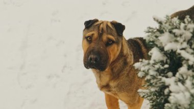 Kahverengi Köpek Karlı Çalıların Arkasında, Meraklı Bahçe Bekçisi Karlı Çalılıklardan İzliyor, Sıcak Kahverengi Ceket,