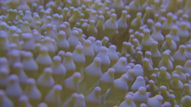 Yakın çekim Anemone Dokunaçları Resif yüzeyini kaplıyor, Yumuşak mor uçlar ve yumuşak akıntıyla yeşil taban salınımı, Sığ Mavi Işıklandırma