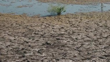 Sığ havuzlu kuru çatlak, Çamurlu kıyı şeridine yapışan yeşil Tuft, Sert Güneş Altındaki Issız Düzlük, Doku