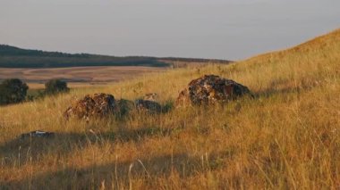Kayalıklı Altın Çimen Tepesi Yumuşak Akşamlı Isınan Tarlalar Yuvarlanan Ağaç Çizgisi Sakin Atmosfer Yumuşak Esinti
