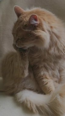 Pofuduk Ginger Kedi Yetiştirme Pençesi, Parmaklar Arasında Narin Dil, Kıvrık Kuyruklu Sakin Duruş, Yumuşak Kumaş,