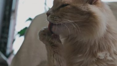 Kızıl Kedi Kanepede Pençe Yalıyor, Yavaş Ritmik Dil Temizleme Pedleri, Pofuduk Paltolu, Rahatlamış Yüz İfadesi, Günışığı Penceresi,