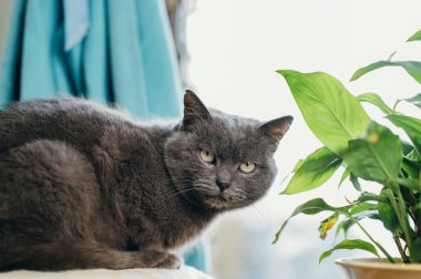 Pencerenin kenarında uzanan gri kedi, Teal Curtain ile rahat ev sahnesi, yumuşak kürk ve rahat bakışlar.