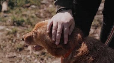 Kırmızı yakalı kahverengi köpek barınak gönüllüsü tarafından okşanıyor. Nazik eller endişeli ifadeyi yatıştırıyor.,