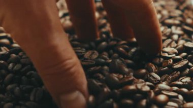 Yakın plan Kafkas Elleri Kızarmış Kahve Fasulyesi Hissediyor ve Seçiyor, Dokunarak İnceleme: