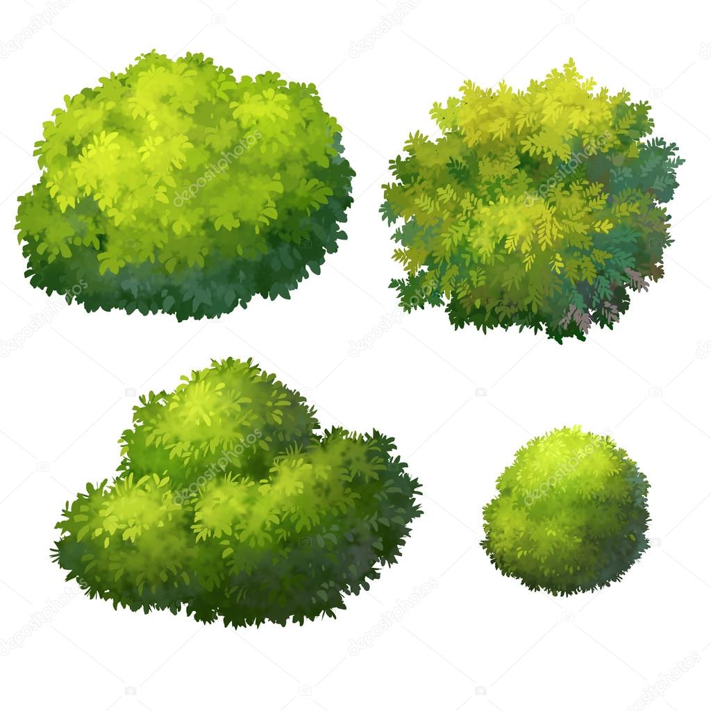 Bush  for cartoon isolated