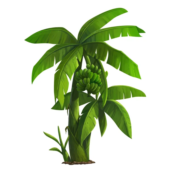 Banana tree  for cartoon isolated — Stock Photo, Image