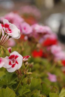 Bahçedeki güzel çiçekler