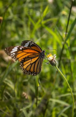 Yeşil yapraktaki kelebek