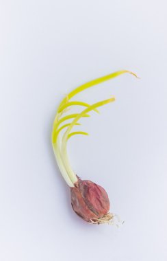 Büyüyen kırmızı küçük soğan yeşil yaprak