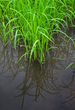 Ayak kapı açık ev