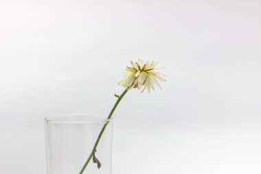 Bütün her gün yaşam için