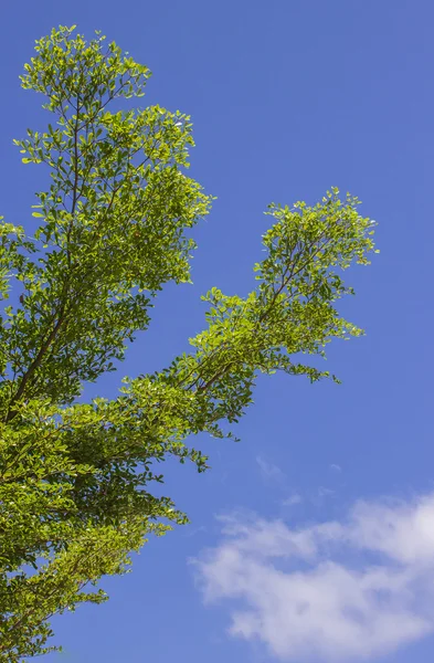 De bloem op textuur — Stockfoto