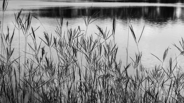 De bloem op textuur — Stockfoto