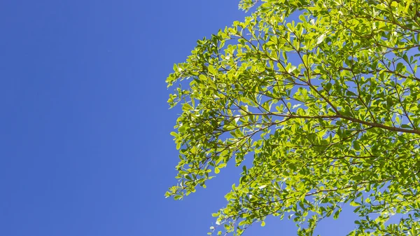 La flor sobre la textura — Foto de Stock