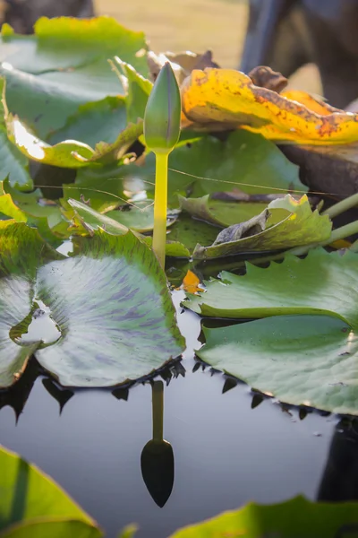 Su Lotus yaprağına