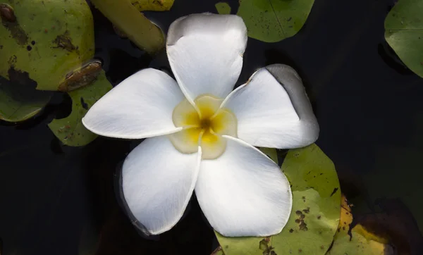 Sarı beyaz Plumeria çiçekler