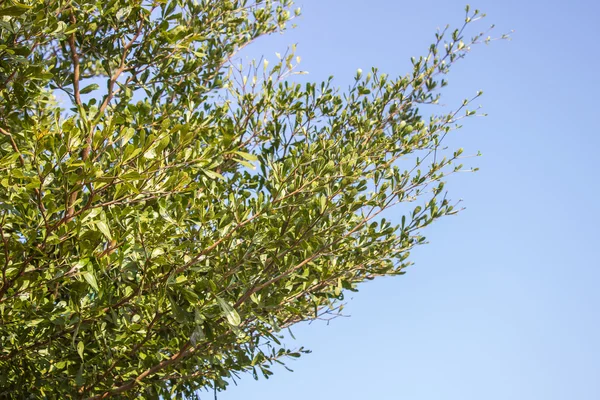 La hoja verde del árbol en el cielo azul la luz del día — Foto de Stock