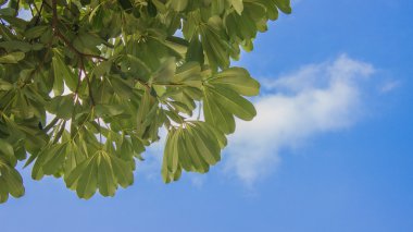 Yeşil Leafs arkasında ağaç aydınlatma mavi gökyüzü