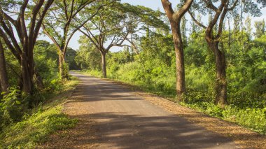 Eski yolda çok ağaç