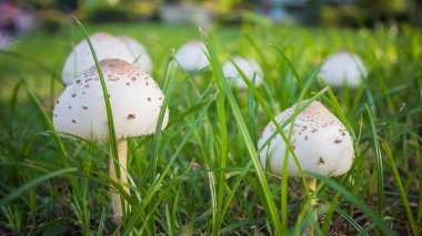 Zemin ve yeşil çim beyaz mantar