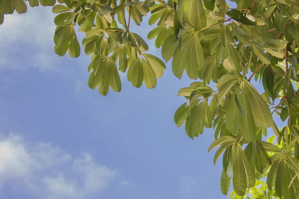 Yeşil Leafs arkasında ağaç aydınlatma mavi gökyüzü — Stok fotoğraf