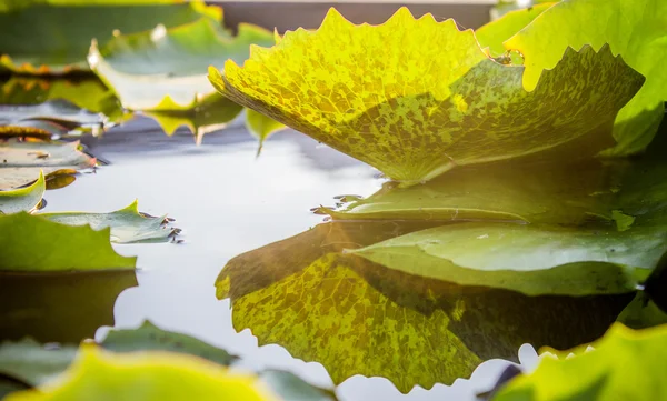 Su Lotus yaprağına