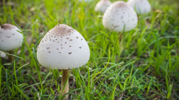 Vit svamp på marken och grönt gräs Stockbild