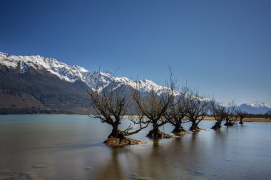 Göl kenarındaki eski willows
