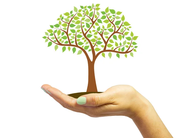 Woman's hand holds a tree — Stock Photo, Image
