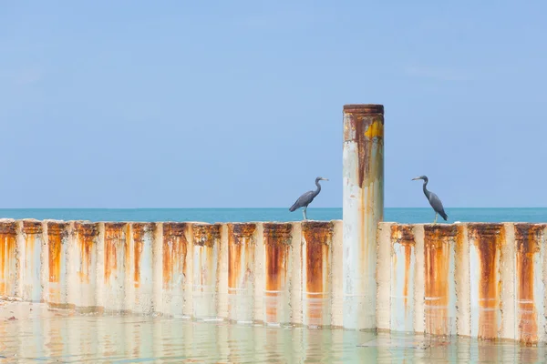 Deux oiseaux assis sur un brise-vagues en métal — Photo