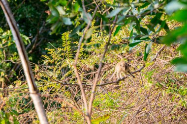 Genç maymun ormanda saklanıyor