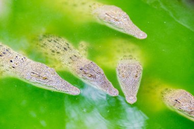 Timsah başkanları sudan arıyorsunuz