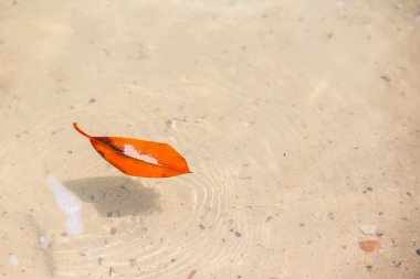 Kahverengi su yaprak