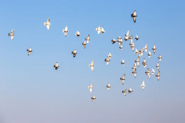 Flog de pigeons devant le ciel bleu — Photo