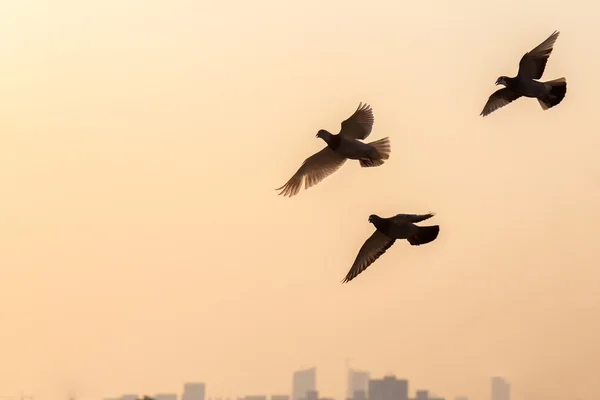 Trois colombes dans le ciel du soir — Photo