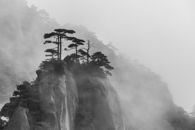 Single trees on foggy mountain clipart