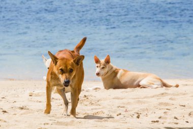 Kızgın vahşi köpek bir plajda çalışan