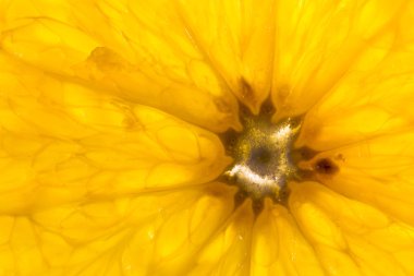 Arka ışık portre ile turuncu