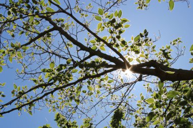 Şube ile güneş ışığında yapraklar