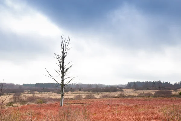 Einzelner Baum im belgischen Sumpf — Stockfoto