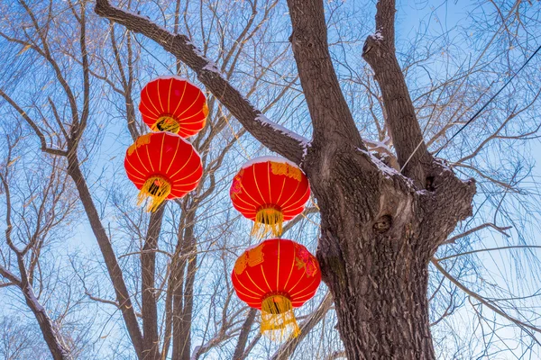 Cuatro linternas colgando de un árbol en invierno —  Fotos de Stock