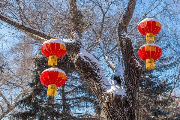 Cuatro linternas colgando de un árbol en invierno —  Fotos de Stock