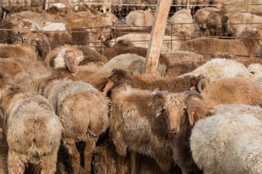 Koyun sürüsü bir hayvan pazarında üzerinden