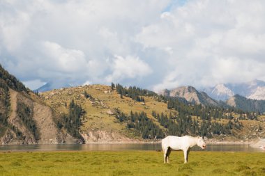 White horse dağ manzarası önünde