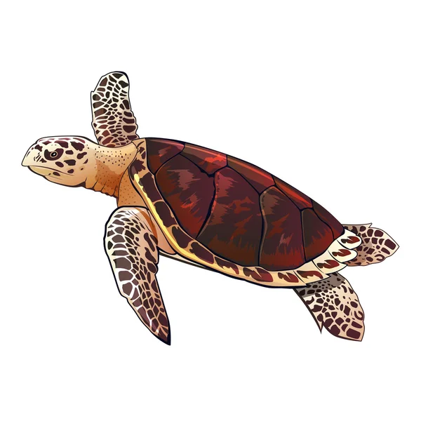Ilustración tortuga marina — Vector de stock