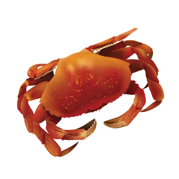 Ilustración del cangrejo marino — Vector de stock
