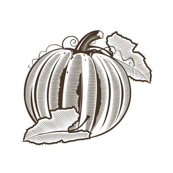 Calabaza de estilo vintage. Ilustración del vector de arte lineal — Archivo Imágenes Vectoriales