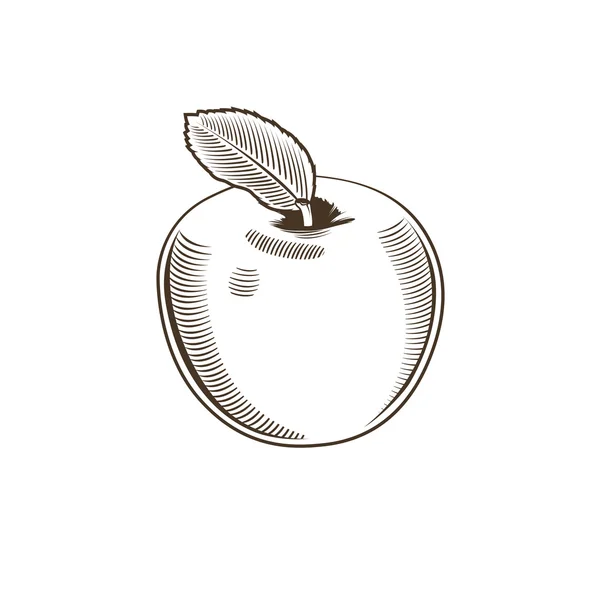 Manzana en estilo vintage. Ilustración del vector de arte lineal — Vector de stock